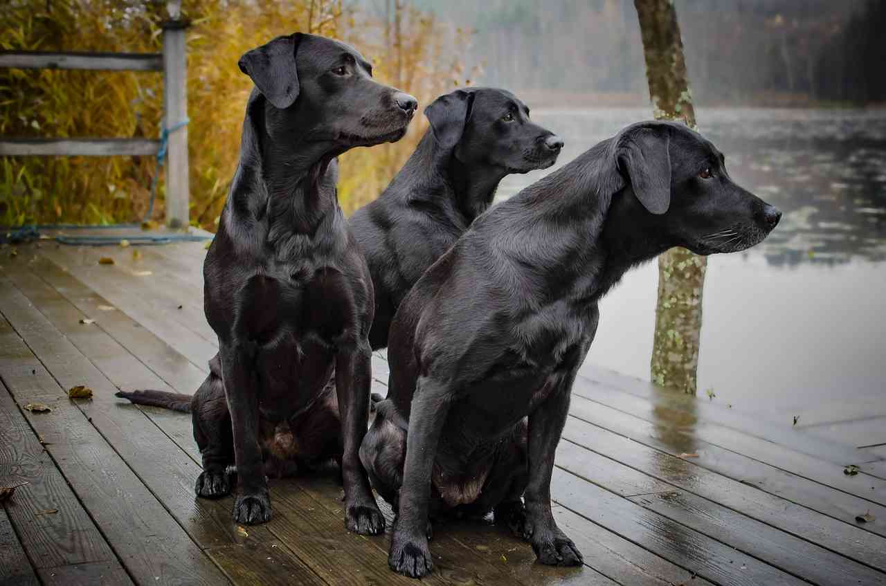 три чёрных лабрадора на пирсе — рейтинг лучших собак для квартиры sova.live